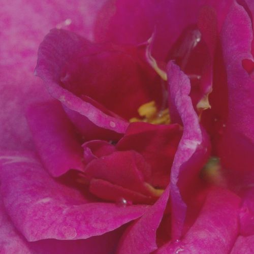 Online rózsa kertészet - törpe - mini rózsa - lila - Rosa Blue Peter™ - közepesen intenzív illatú rózsa - De Ruiter Innovations BV. - Kifejezetten szép élénk, érdekes ritka színű virágok jellemzik.Egyszerre több, csoportosan elhelyezkedő virágot hoz, szeg